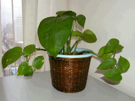 所有绿植都可以除甲醛吗为什么,绿植真的能除甲醛吗