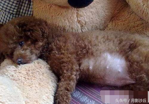 怀孕泰迪犬的注意事项