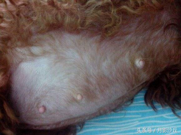 怀孕泰迪犬的注意事项