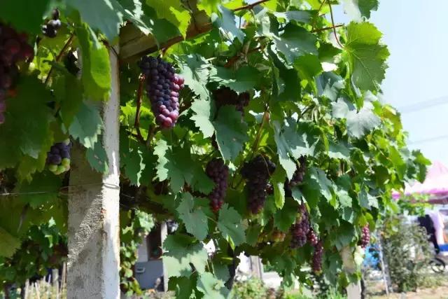 南京的夏天是个美丽的地方,南京的夏天依旧很美