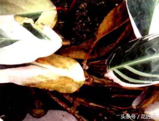 阳台种植蔬菜病害,阳台花卉常见病虫害及防治