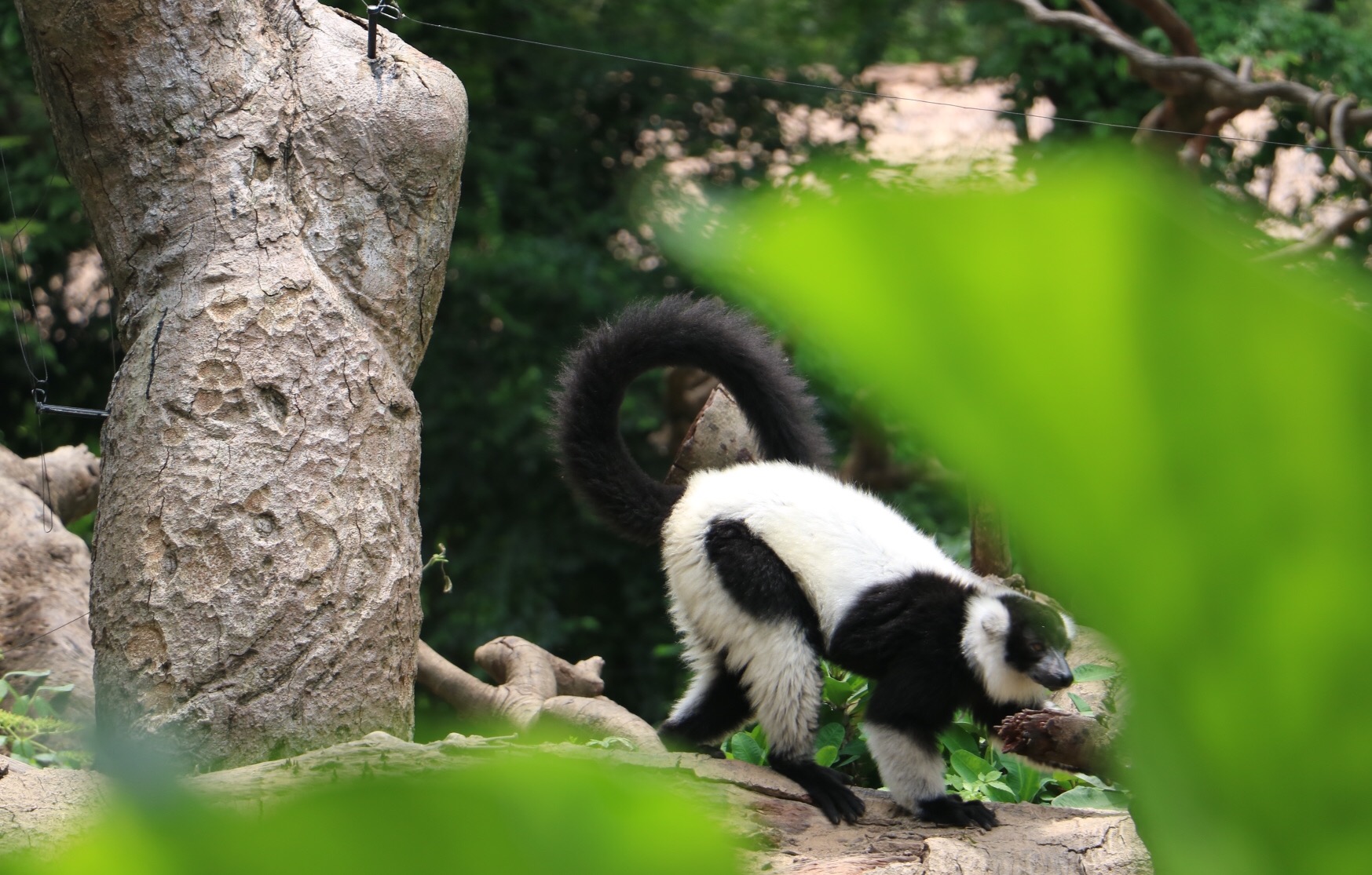 一月广州长隆野生动物园游玩攻略,长隆海洋王国不可错过
