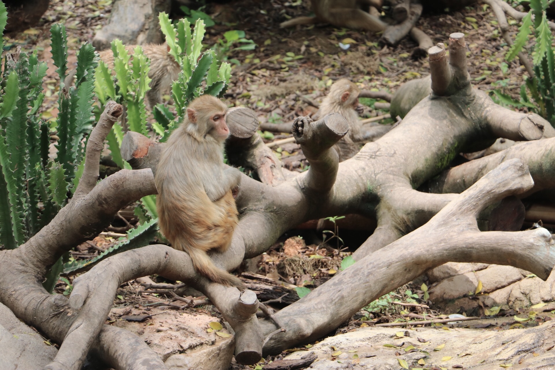 一月广州长隆野生动物园游玩攻略,长隆海洋王国不可错过