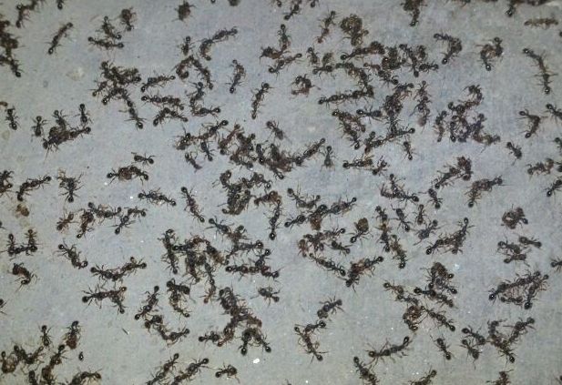 蚂蚁的生活习性科普,蚂蚁生活习性研究具体过程