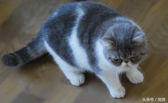 宠物猫价格表,宠物猫价格一览表