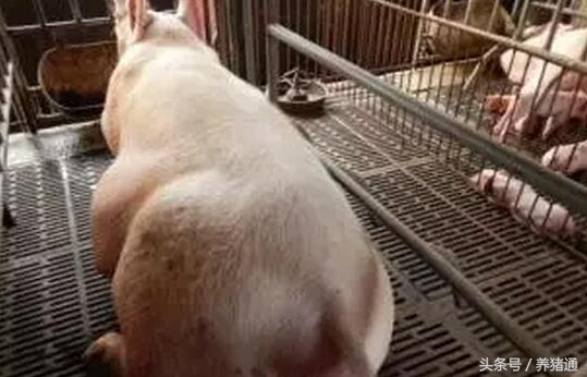 猪场常见疾病及预防方案,猪场急救妙招