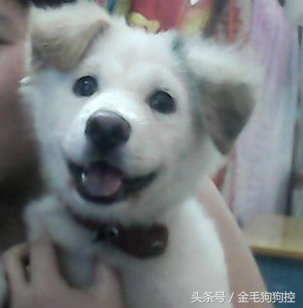 金毛成长记之毛孩子发情期尴尬糗事