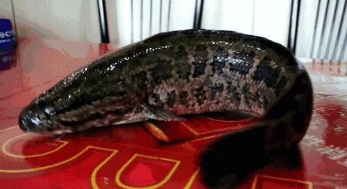 巫山烤鱼有哪些口味,巫山寻味烤鱼