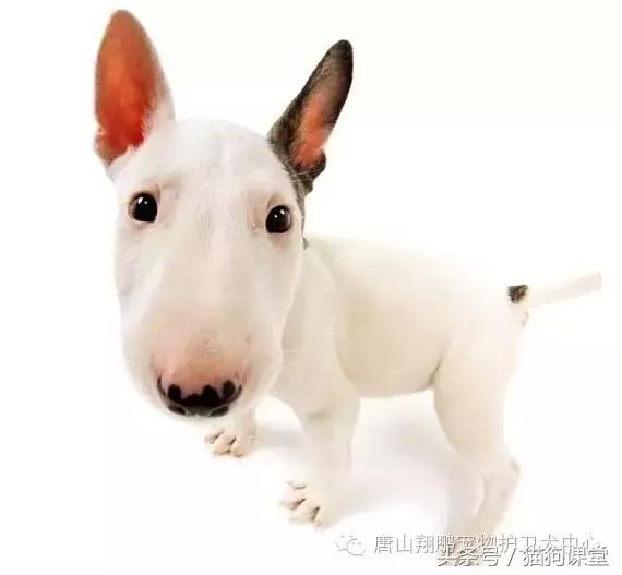 中国禁养犬种牛头梗,牛头梗犬种评价