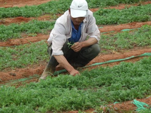 农村又一暴利种植,农村一年四季不愁销路的种植