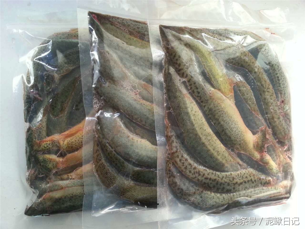 泥鳅养殖致富之路,泥鳅养殖新套路