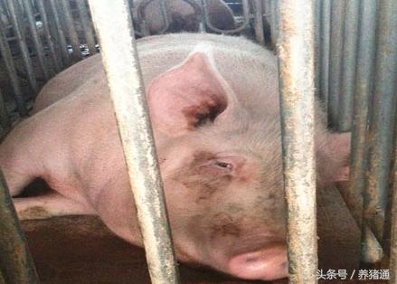 猪场常见疾病及预防方案,猪场急救妙招