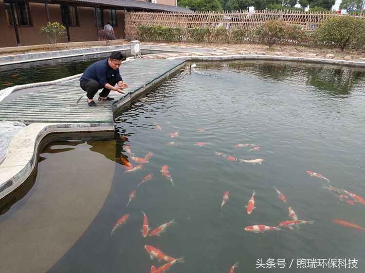 我宁愿化做池塘里的一尾锦鳞,不畏浮云,不惧声色,不问世俗!