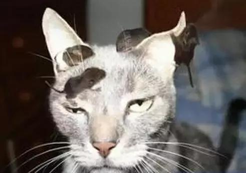 职场表情包朋友圈,职场表情包套装