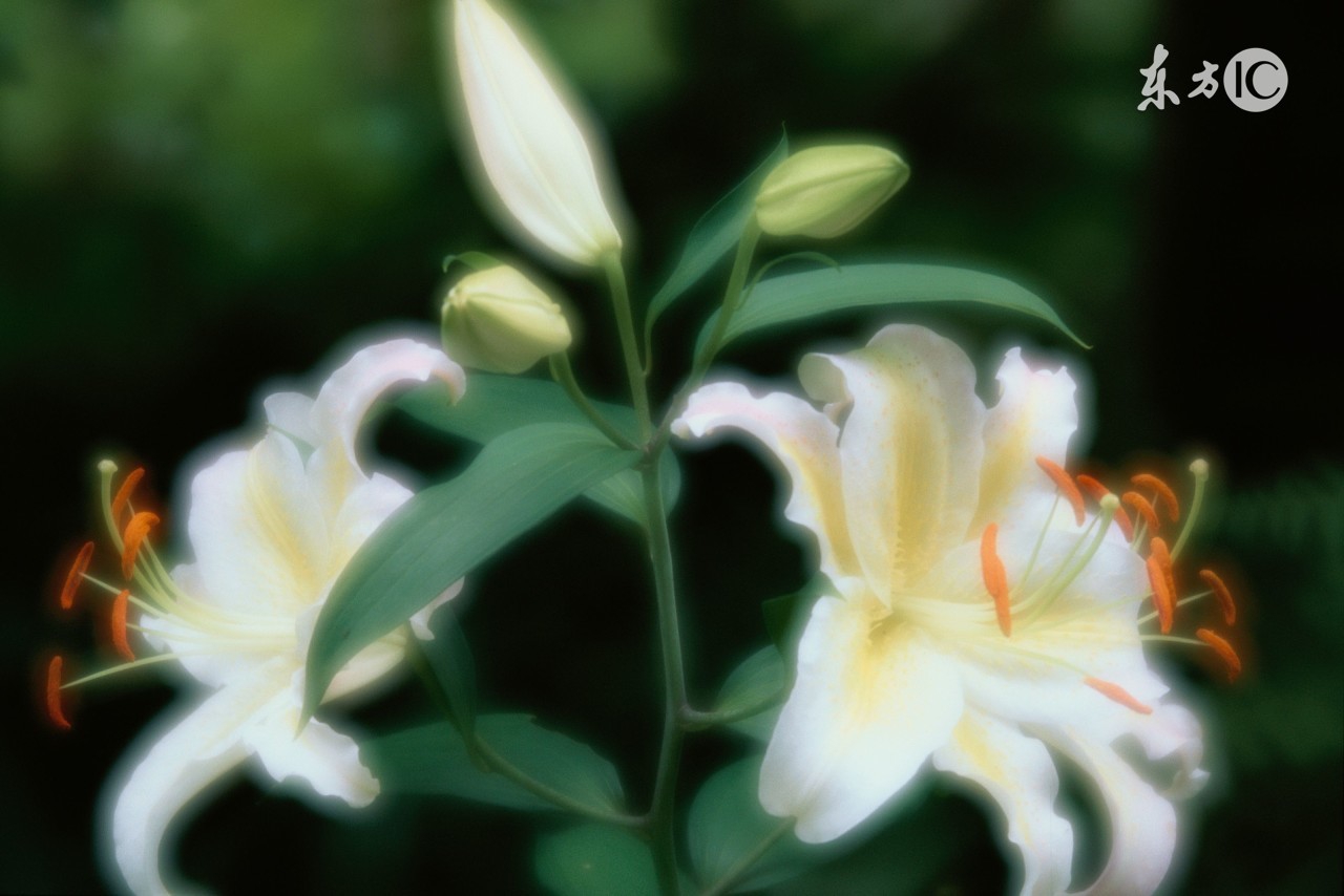 你会送礼物吗？——“小”礼物，最点穴