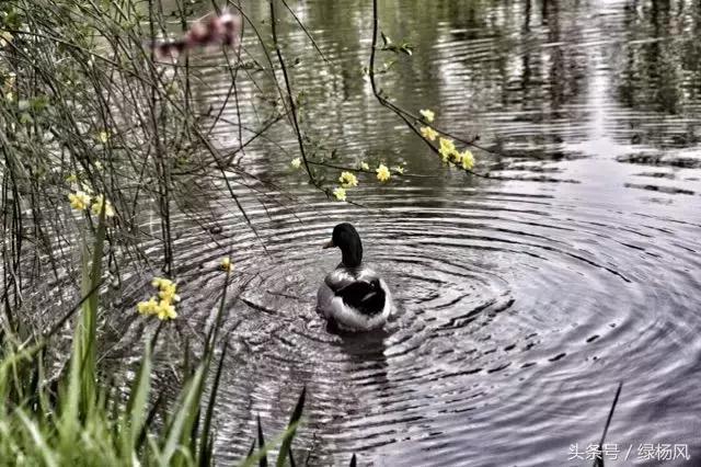 五一扬州瘦西湖风景区门票价格,2022年扬州瘦西湖门票多少钱