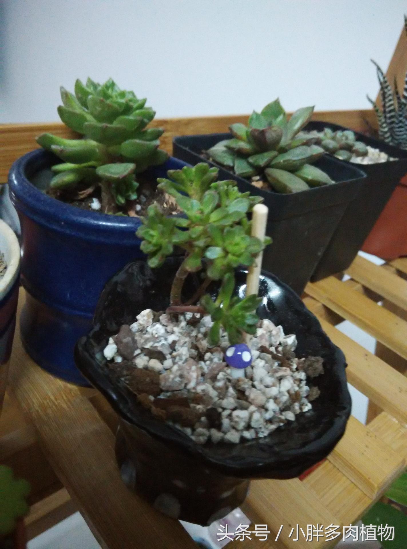 多肉植物小人祭品种大全,多肉植物小人祭可以叶插吗