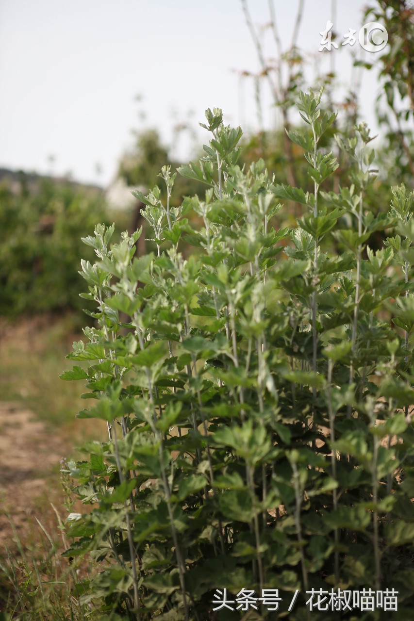 艾叶治身上痒正确方法,艾叶怎么处理治皮肤痒