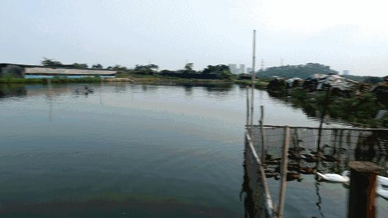 高配的自家农场农庄开始大放价,38蚊/打湛江生蚝!1蚊炸云吞