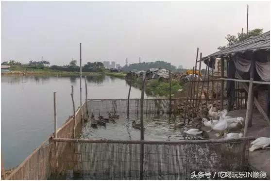 高配的自家农场农庄开始大放价,38蚊/打湛江生蚝!1蚊炸云吞