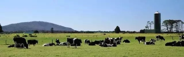 澳洲妈妈买什么奶粉,澳洲妈妈都选哪款婴儿奶粉