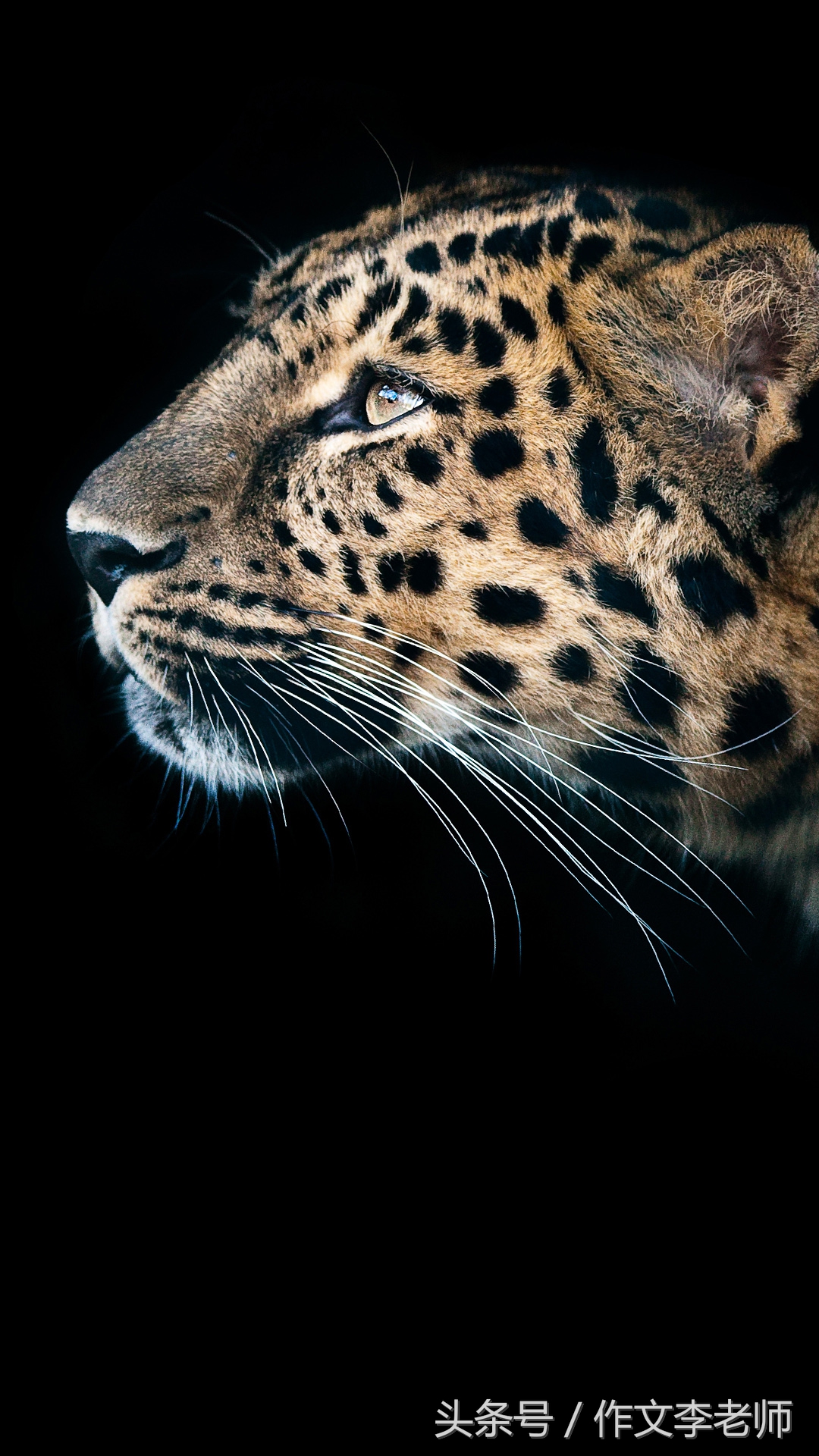 感受自然的作文优秀范文,以感受自然为话题写作文