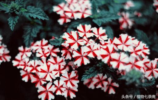 养花为什么要有土,养花浇水什么水最好