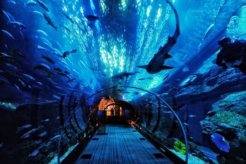 重庆汉海海洋世界,重庆融创海洋世界