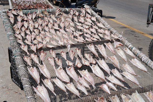 为了旅游凌晨四点出发,什么时间去枸杞岛最好