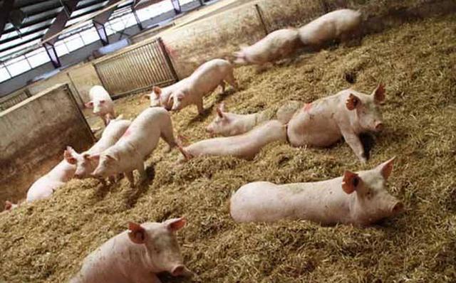 自制发酵床养猪可行吗,发酵床养猪技术可行吗