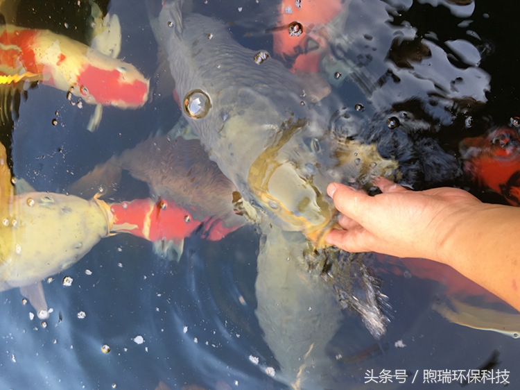 我宁愿化做池塘里的一尾锦鳞,不畏浮云,不惧声色,不问世俗!