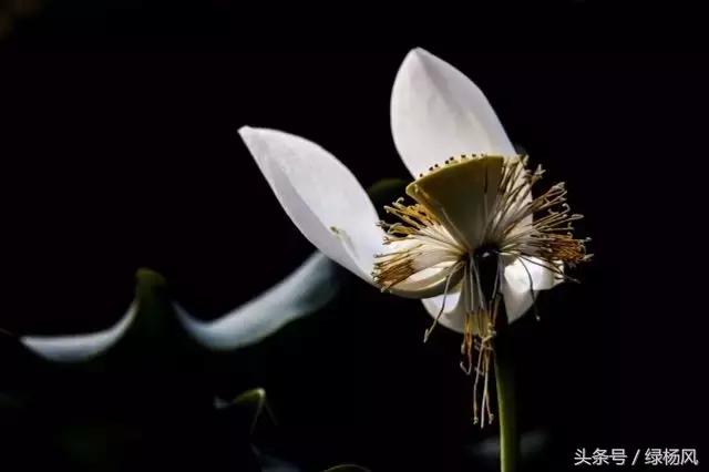 五一扬州瘦西湖风景区门票价格,2022年扬州瘦西湖门票多少钱