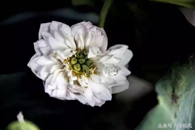 五一扬州瘦西湖风景区门票价格,2022年扬州瘦西湖门票多少钱