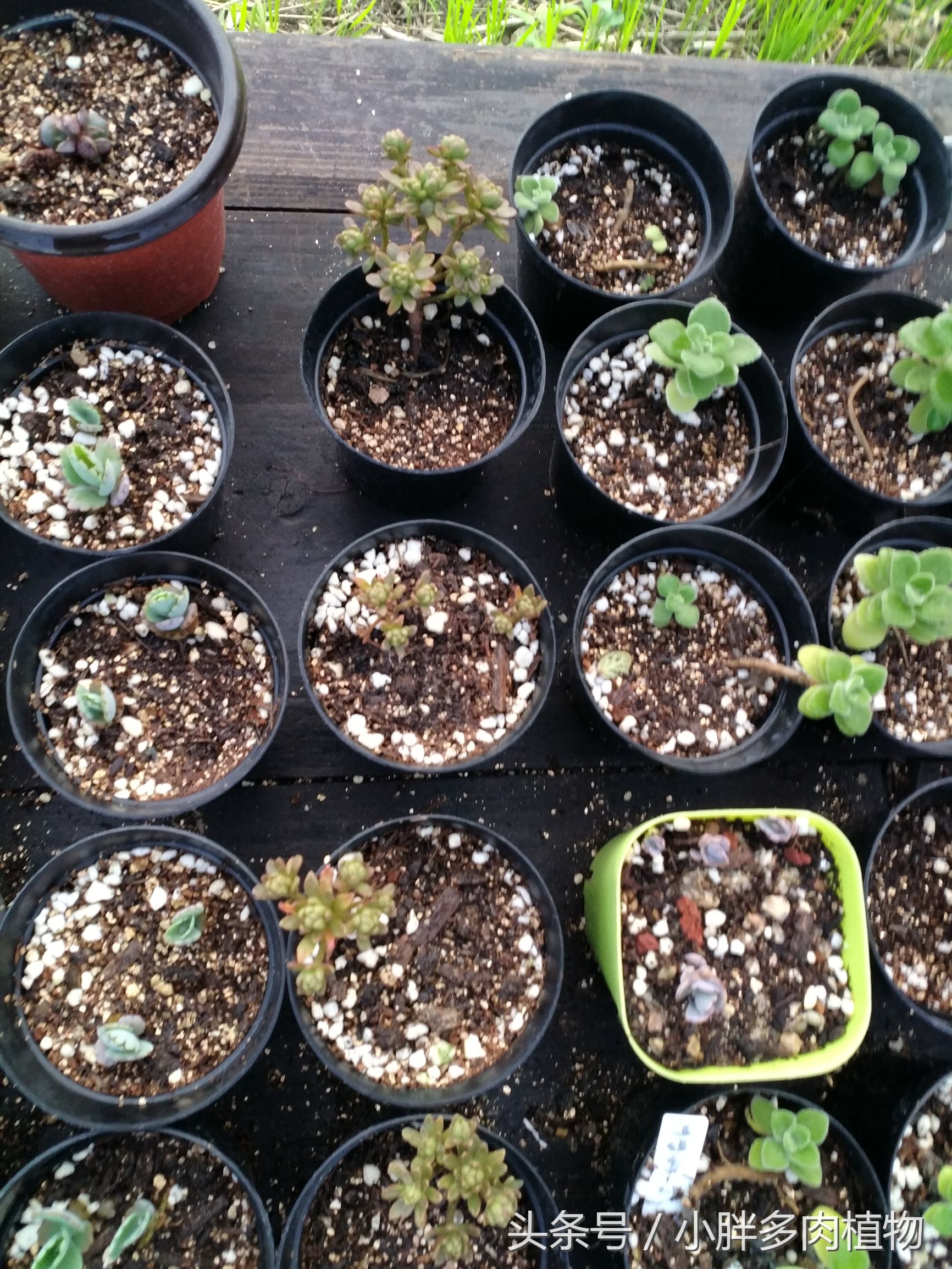 多肉植物小人祭品种大全,多肉植物小人祭可以叶插吗