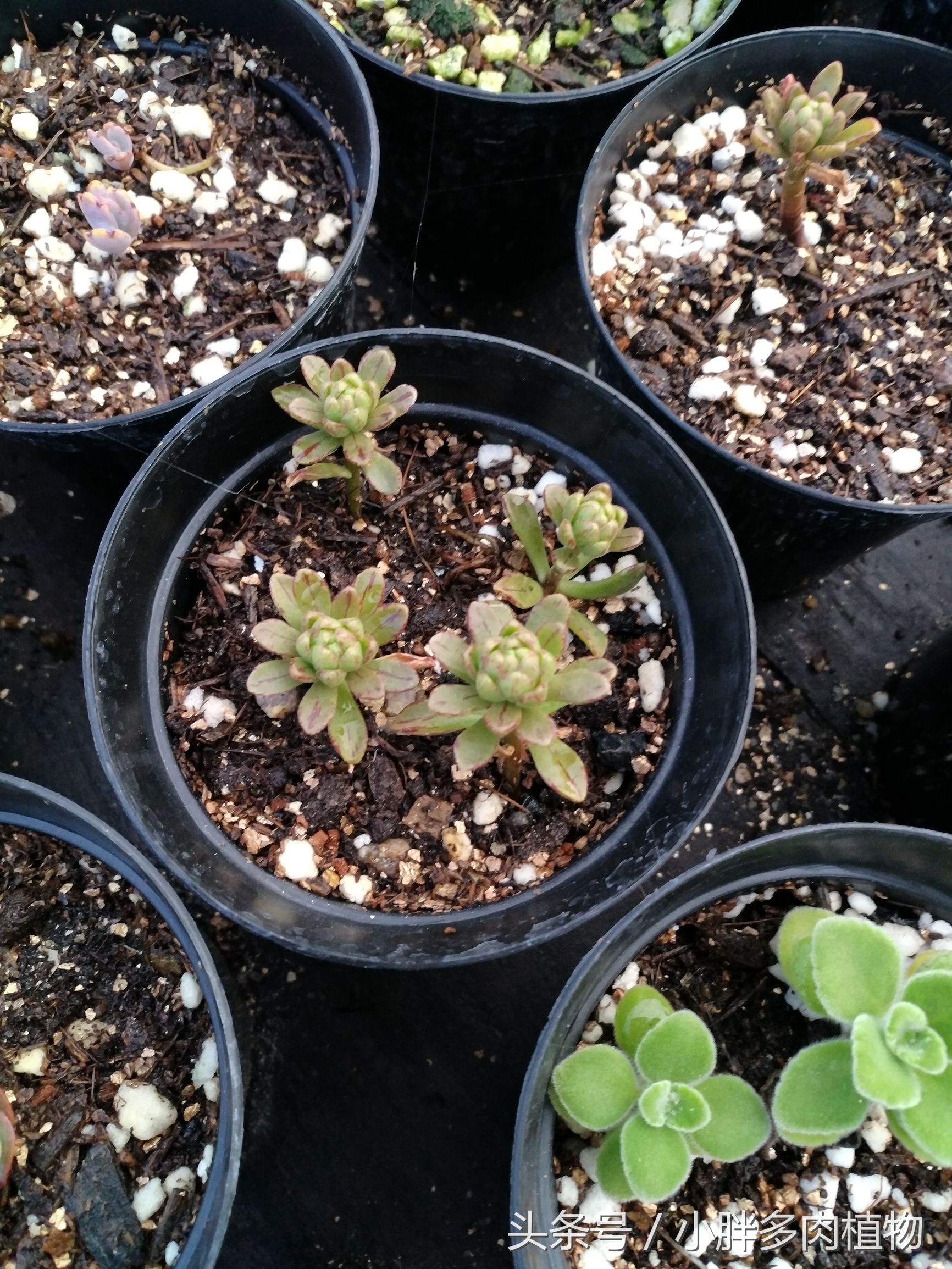 多肉植物小人祭品种大全,多肉植物小人祭可以叶插吗