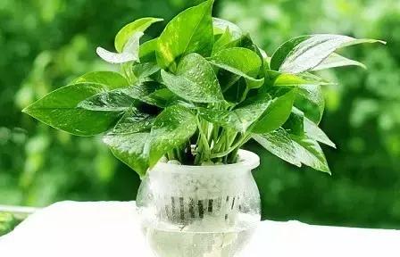 水培绿萝叶子发黄快速补救方法,水培绿萝怎么养才能更旺盛更绿