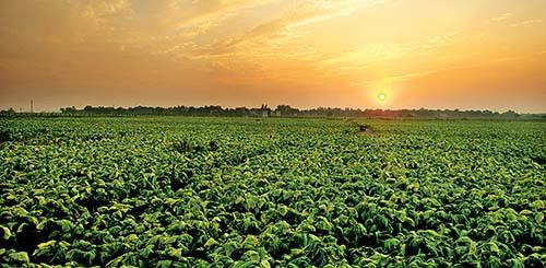 毛主席称这个地方为烟叶王国