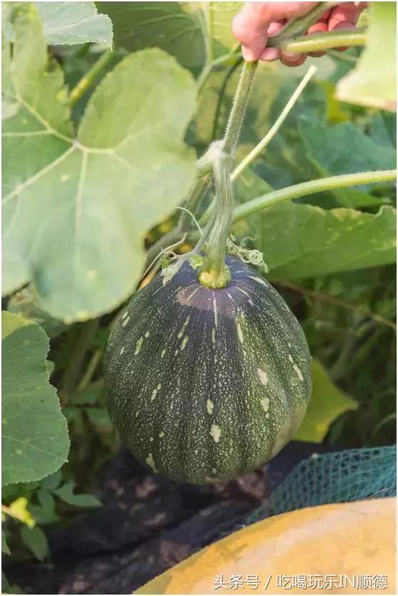 高配的自家农场农庄开始大放价,38蚊/打湛江生蚝!1蚊炸云吞