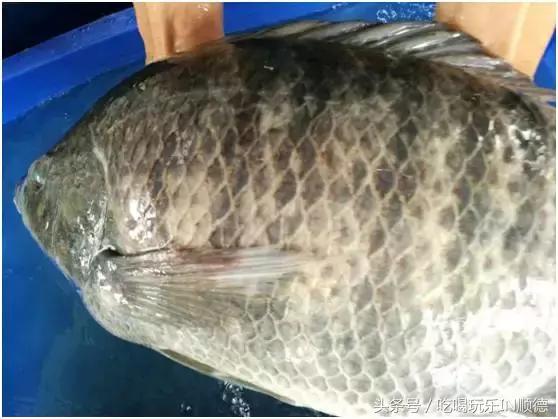 高配的自家农场农庄开始大放价,38蚊/打湛江生蚝!1蚊炸云吞