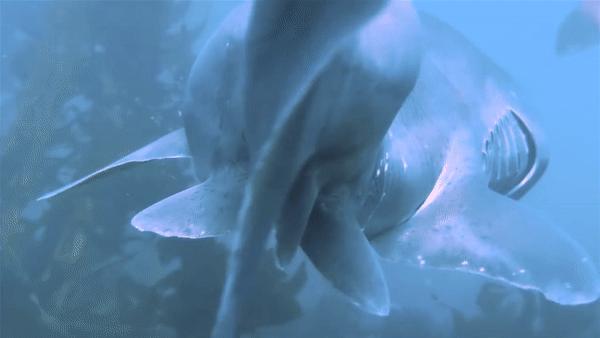 吃饱了撑的怎么办？鲨鱼干脆把胃吐出来