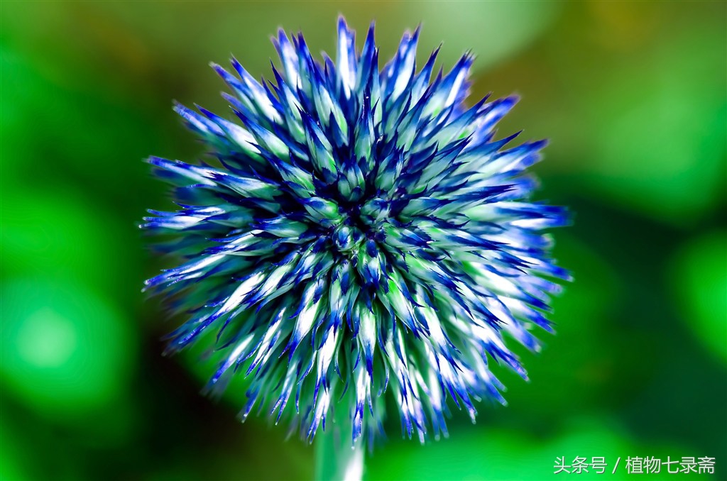 养花为什么要有土,养花浇水什么水最好