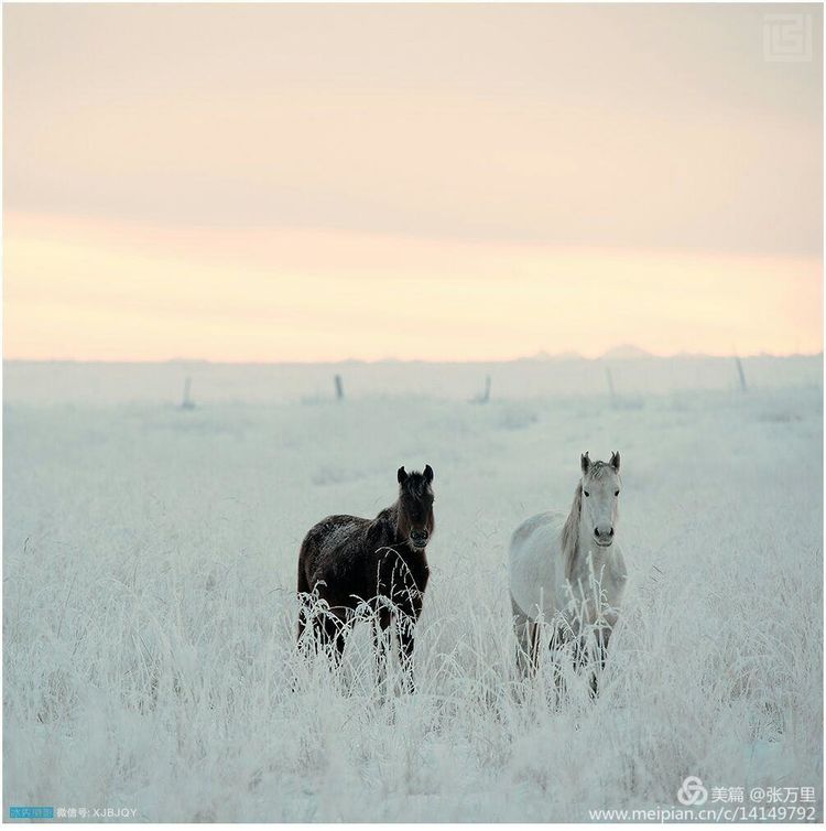 美丽*疆新**100张——美在雪山,美在草原,美在戈壁,美在心灵!