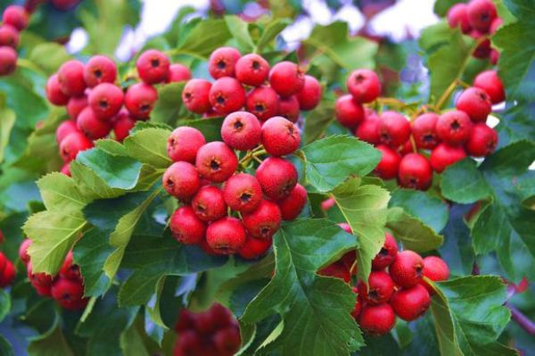 难吃也要吃下去视频,难吃却健康的食物