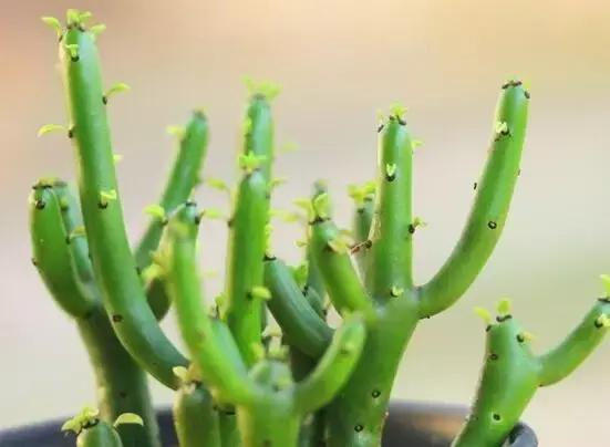 最好养的四种植物,最适合懒人养的10种花