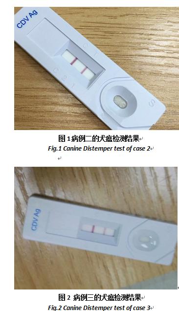 担心狗狗得狗瘟怎么办,狗狗得了犬瘟热怎么治