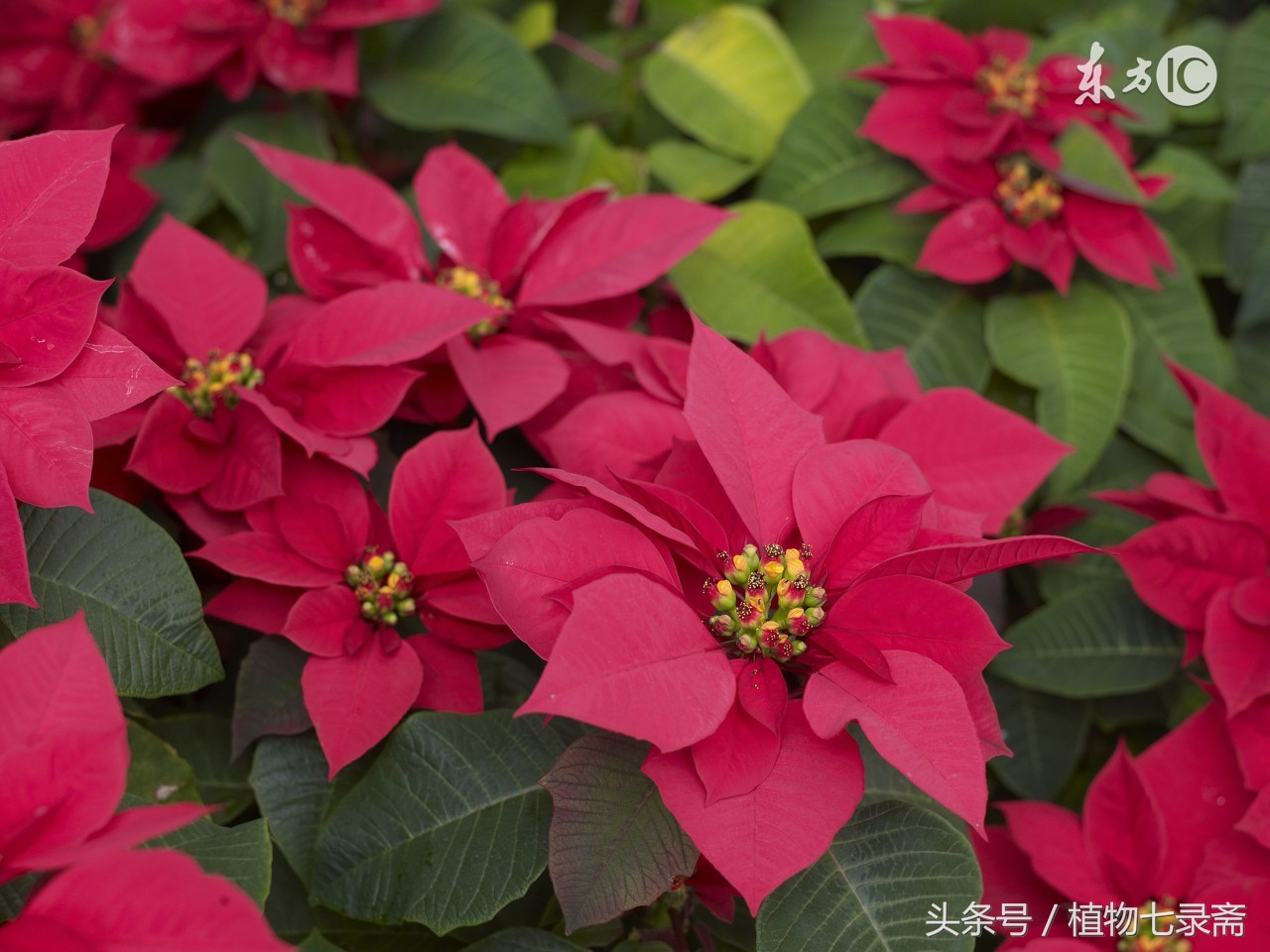 初春如何养好花卉盆栽图片,居家如何养好花卉植物盆栽