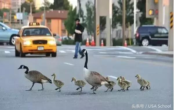 美国的驾照各个州通用么,美国的驾照各个州通用吗