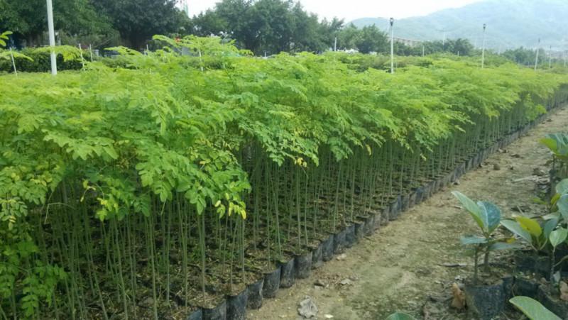 农村又一暴利种植,农村一年四季不愁销路的种植