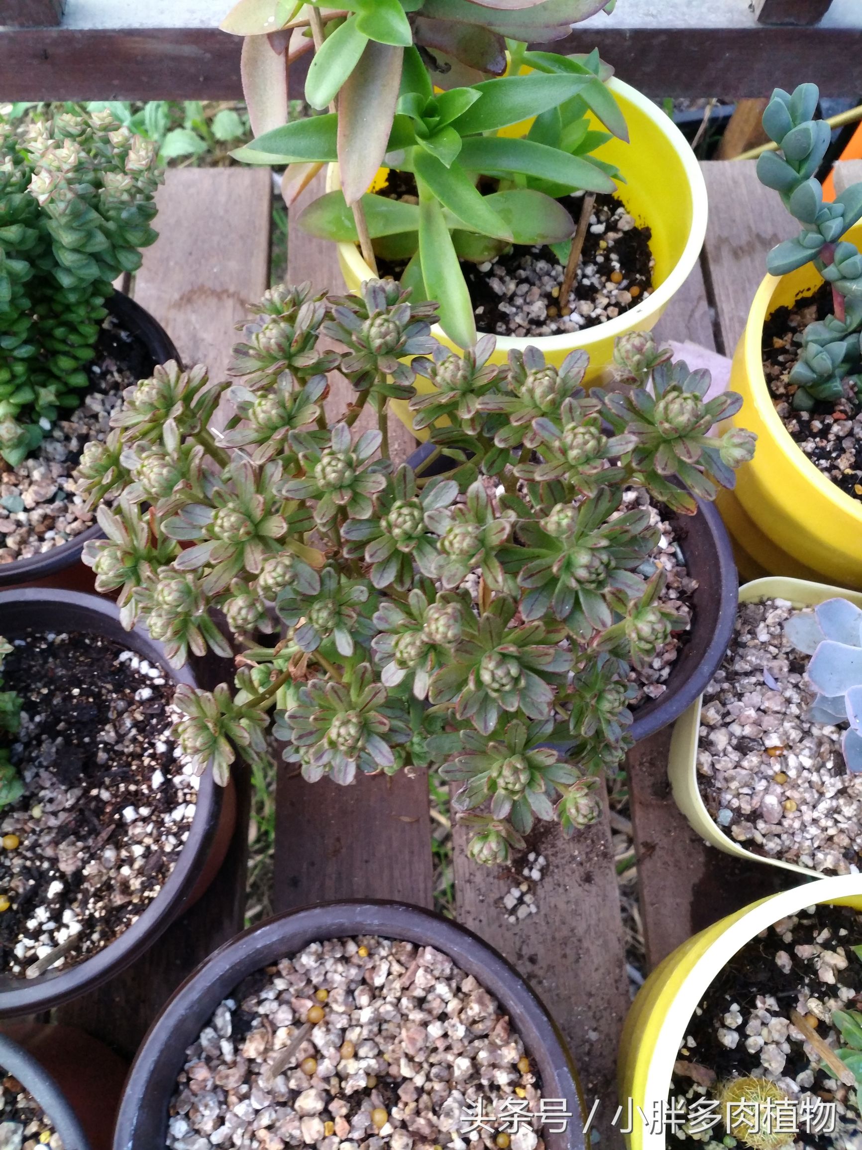 多肉植物小人祭品种大全,多肉植物小人祭可以叶插吗