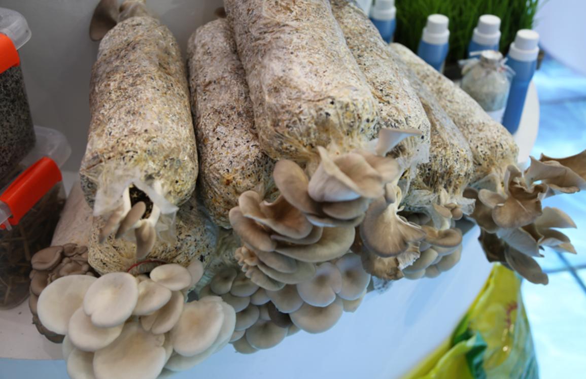 秸秆产业的商机,秸秆产业博览会开幕